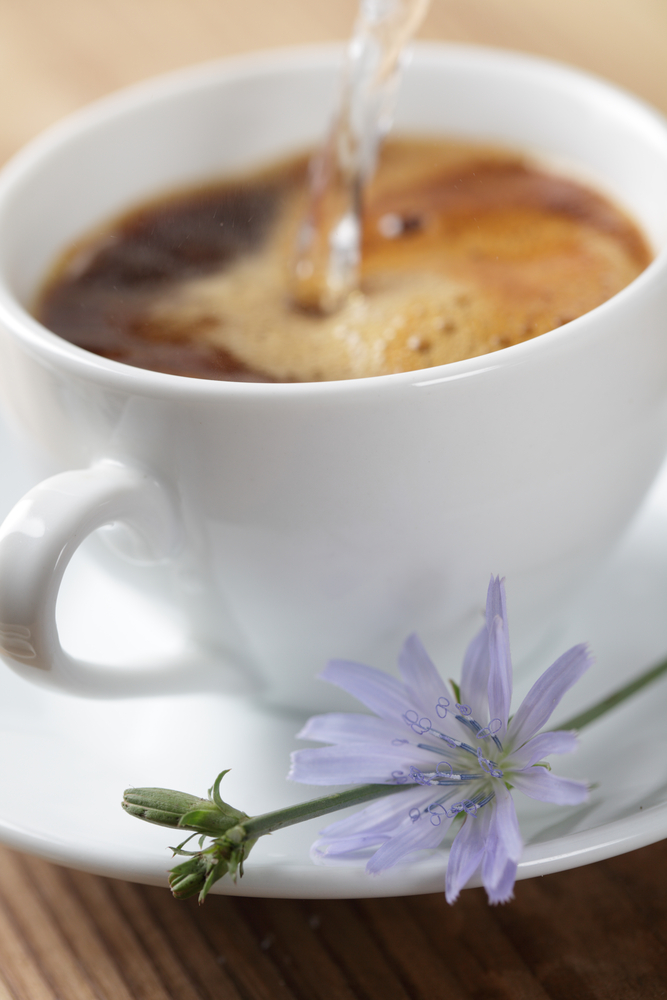 Cup of chicory root tea